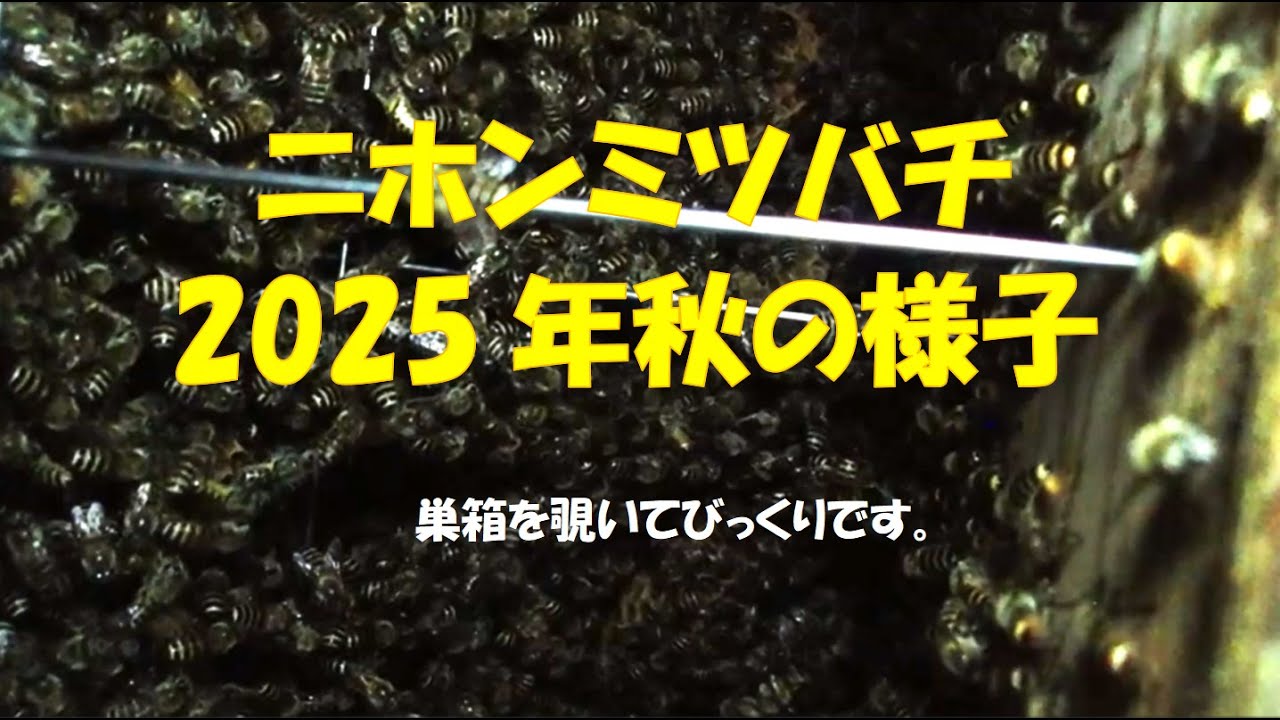 ミツバチ飼育115　2025年秋の状態