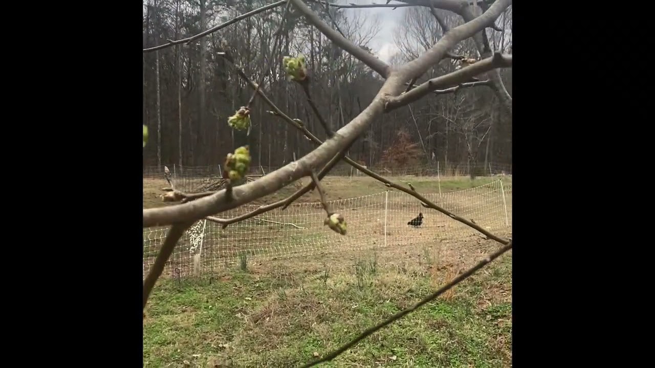 A Tour of the Orchard Yard