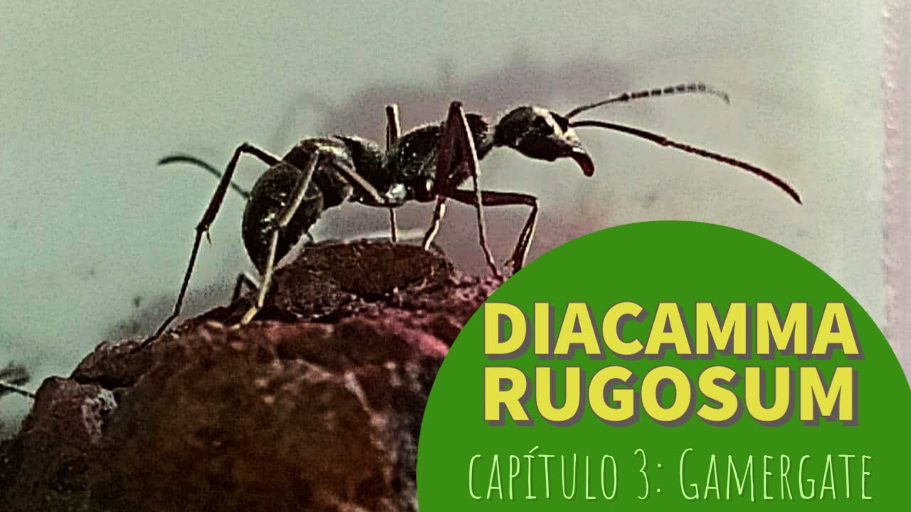 DIACAMMA RUGOSUM || Capítulo 3: LARVAS, PUPAS Y .... ¿GAMERGATE?