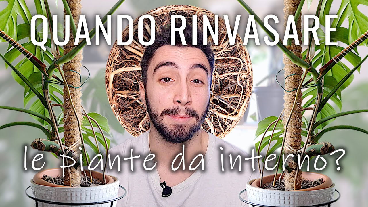 QUANDO RINVASARE?