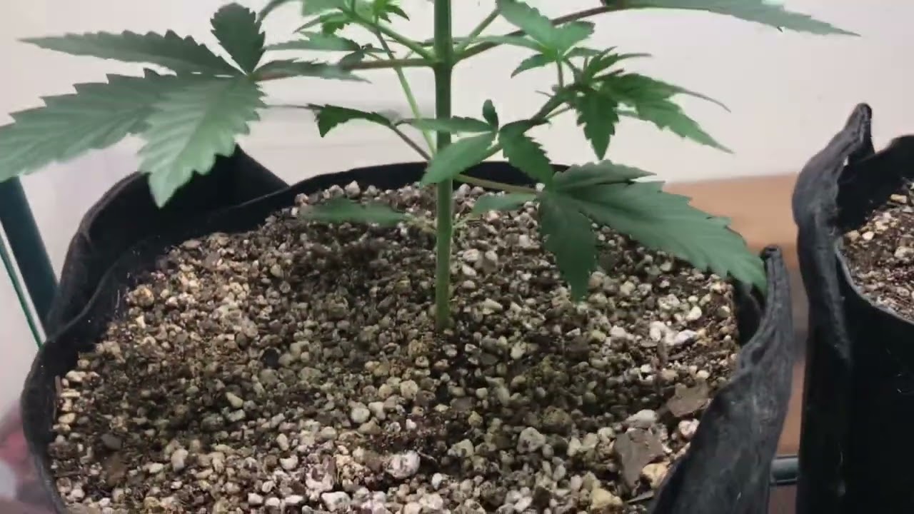 Grow great in a storage room no problem (WTTGT CONTEST ENTRIES)