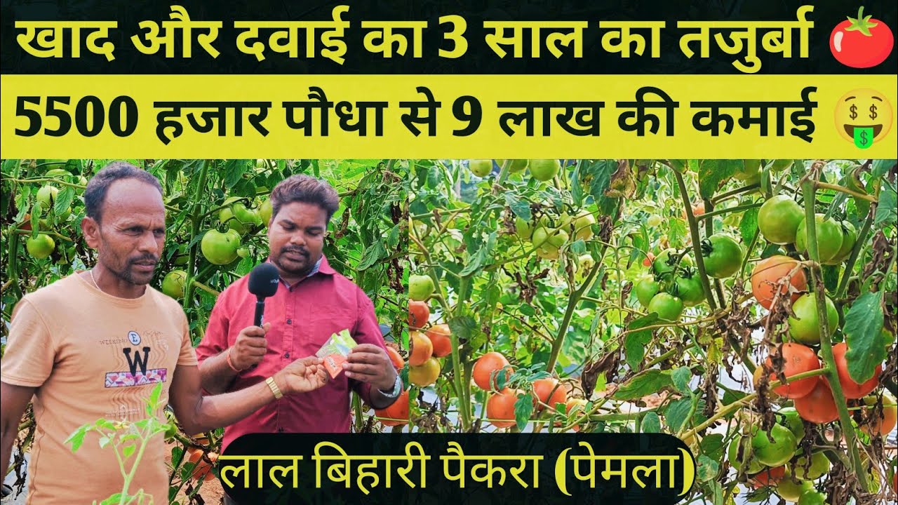 खाद और दवाई 3 साल का तजुर्बा 🍅 ग्राफ्टेड टमाटर की खेती 5500 हजार पौधा से 9 लाख की कमाई #लुड़ेग #cg