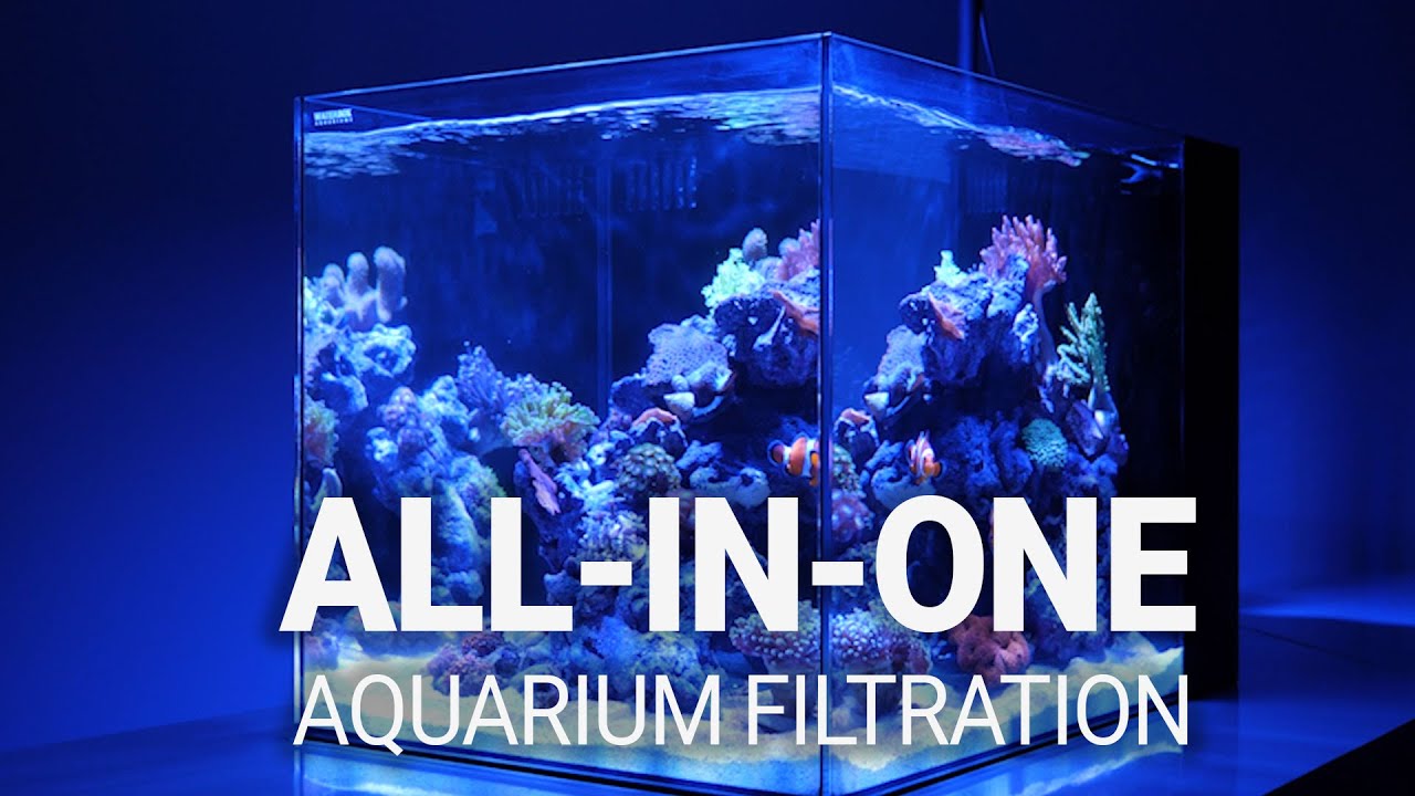 Waterbox Expert Shares Top AIO Aquarium Keeping Secrets