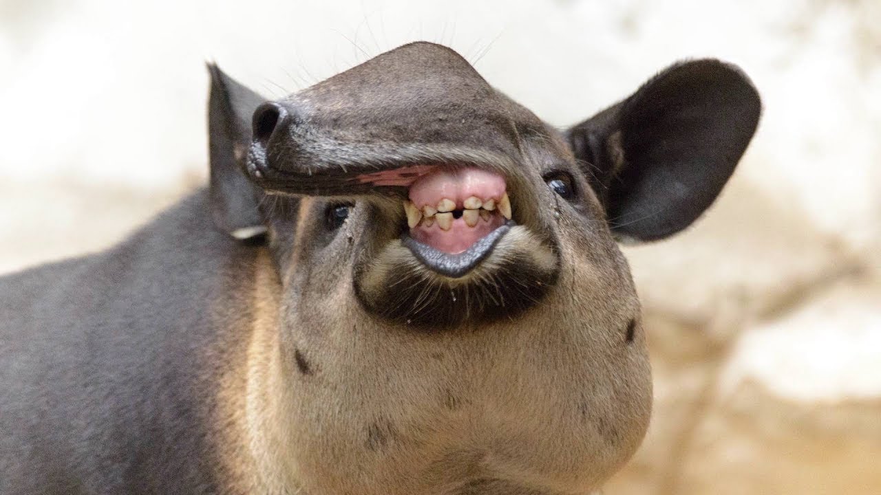 Funny moments and jokes with animals 2023 from shorts, a selection of funny videos 10 minutes