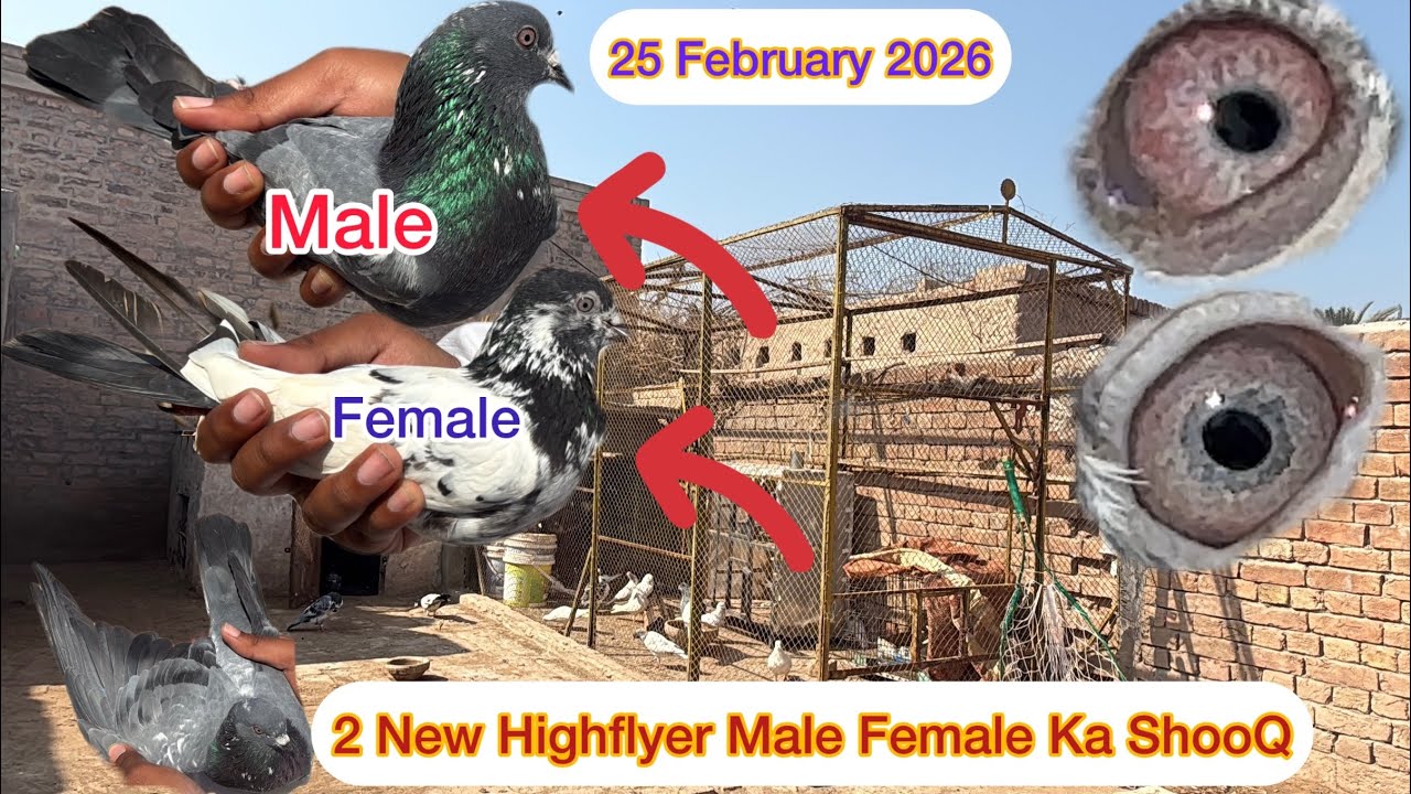 2 New Top Quality Highflyer Male Female Ka ShooQ Kiya | KHAKHI PIGEONS