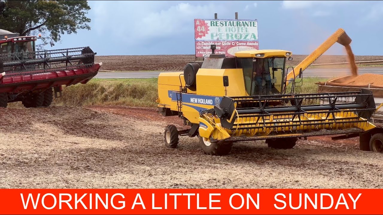 HARVESTING BEANS  - 2 DAYS LEFT - ALMOST RESTARTING TO PLANT CORN