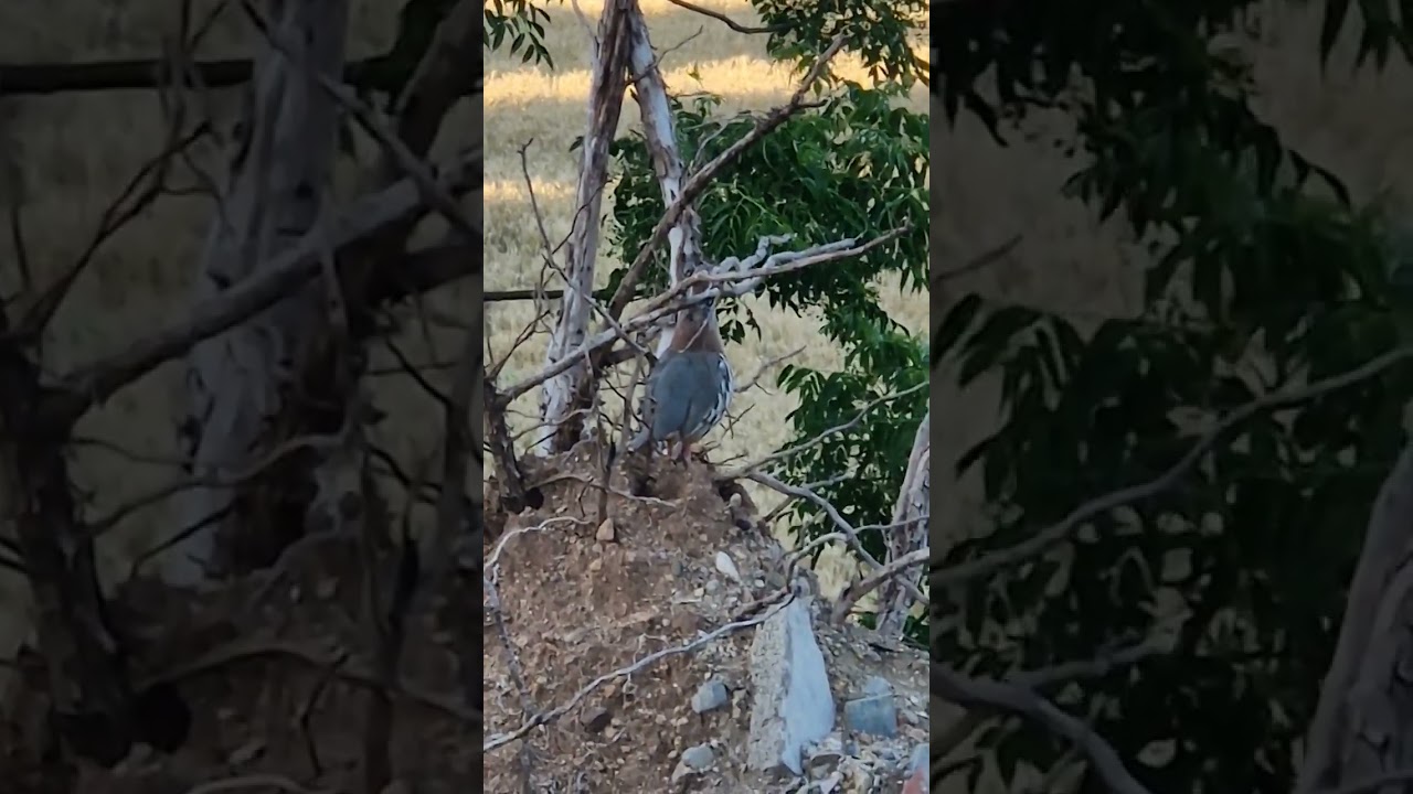 Una perdiz canta en la ventana del dormitorio
