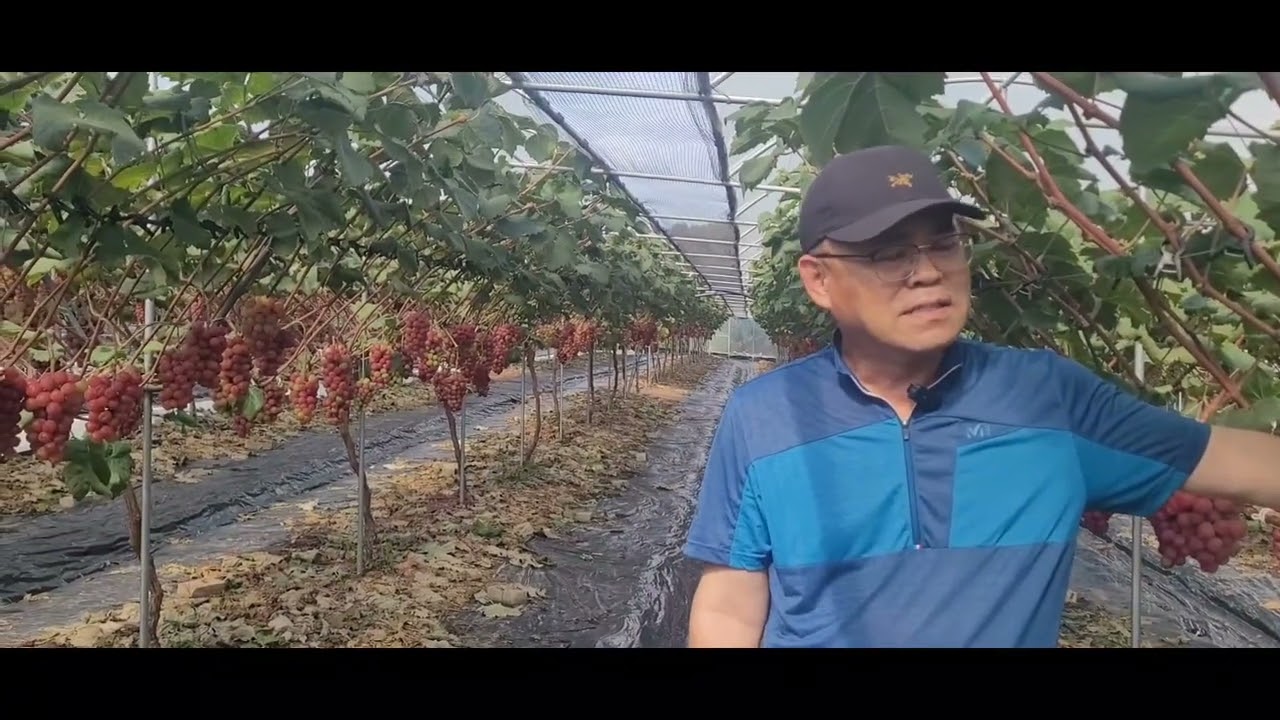  샤인머스켓 이대로 힘듭니다  향후 대응전략 및   나아갈 방향 과 신품종  미화이 알아보기
