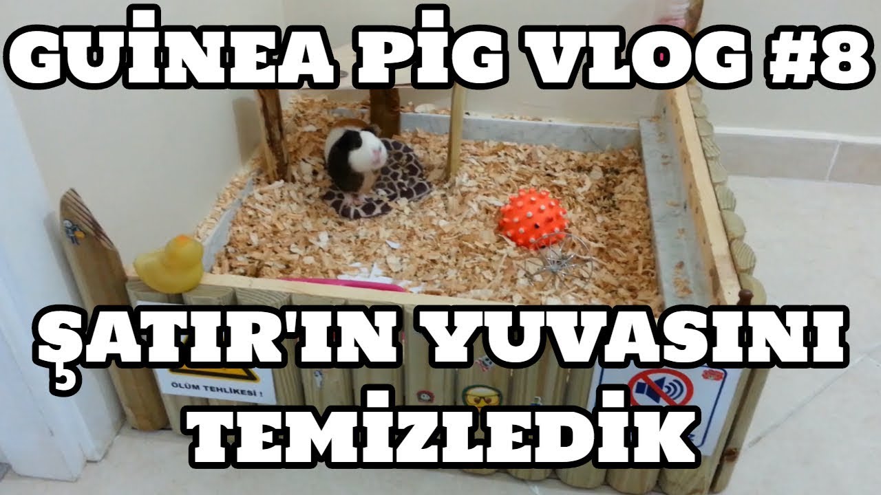 Guinea Pig Vlog #8 (Şatır'ın Yuvasını Temizledik)