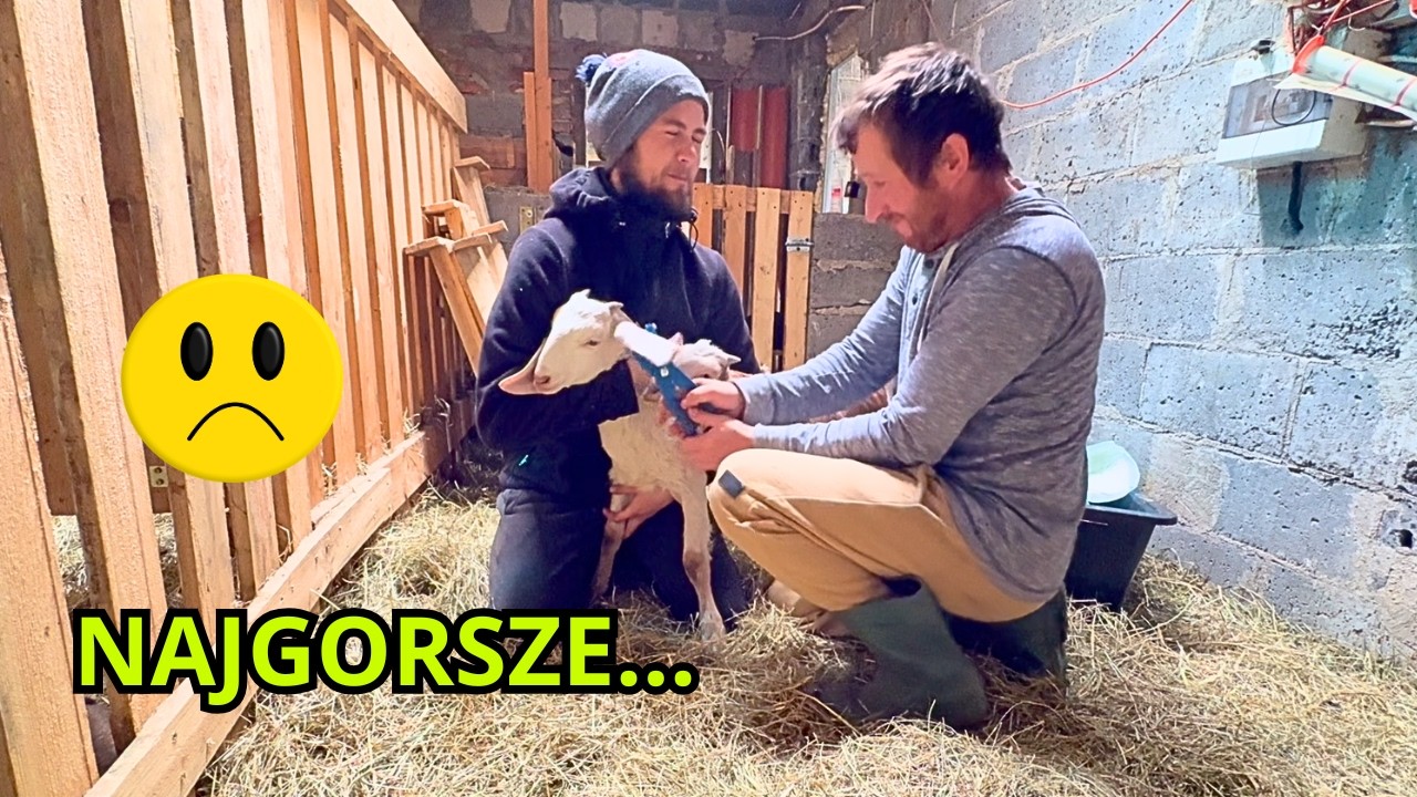 The Worst Moment in Goat Farming | Life and Death