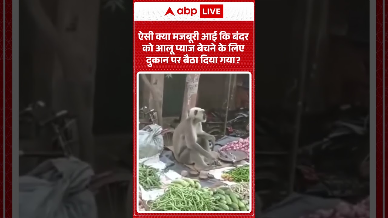 Viral News : ऐसी क्या मजबूरी आई कि बंदर को आलू प्याज बेचने के लिए दुकान पर बैठा दिया गया  #shorts