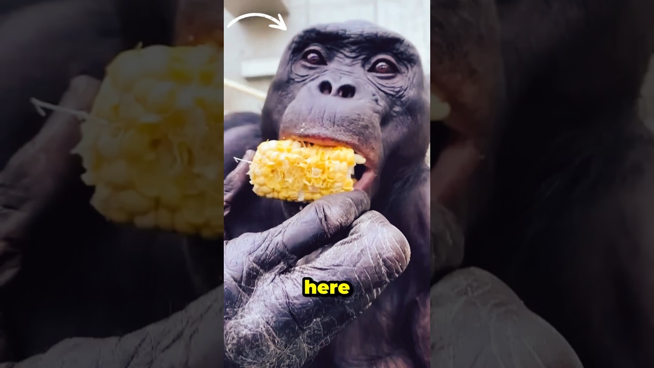 Kanzi the ape addicted to his game
