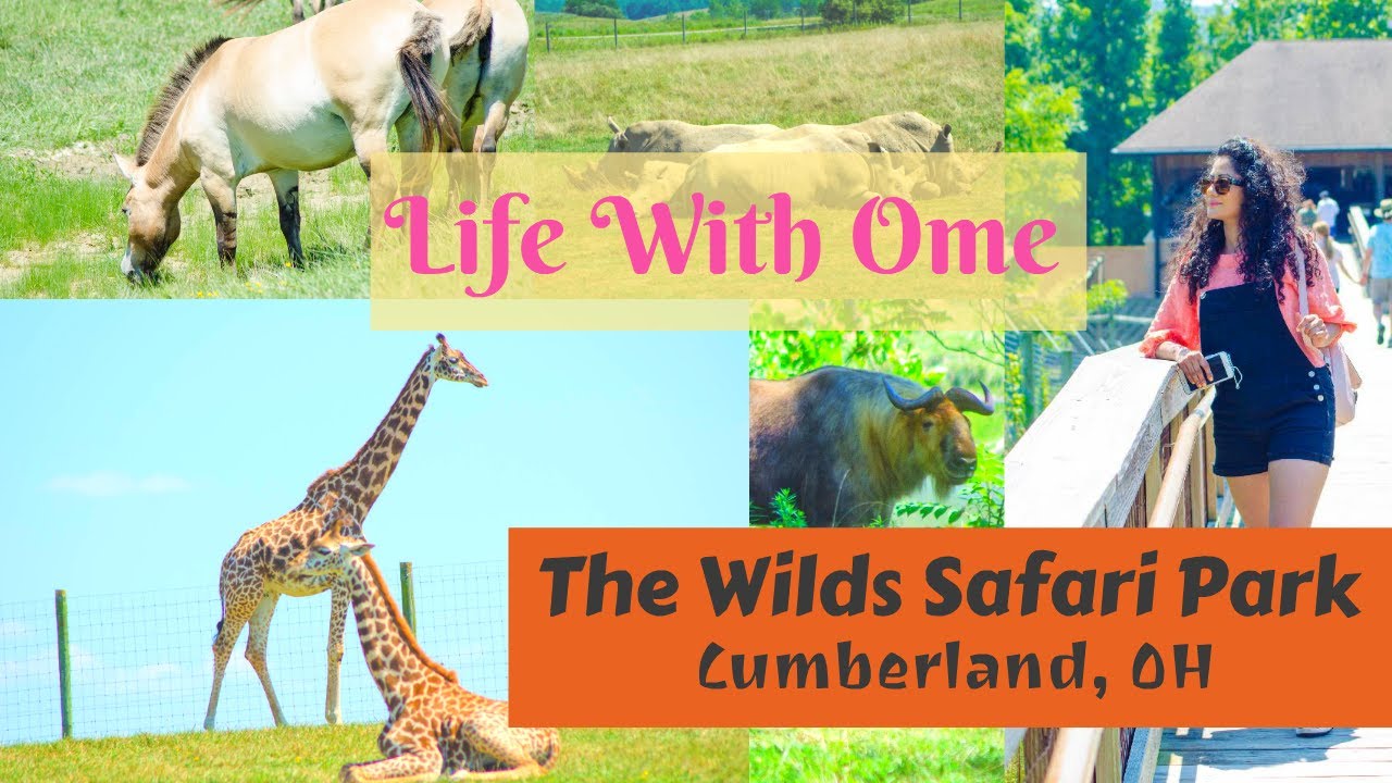 Safari Adventure at The Wilds