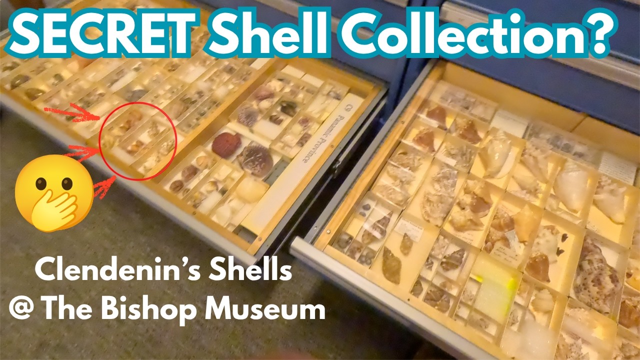 NOT FOR PUBLIC DISPLAY: The Clendenin Shell Collection of the Bishop Museum | 20,000+ shells!