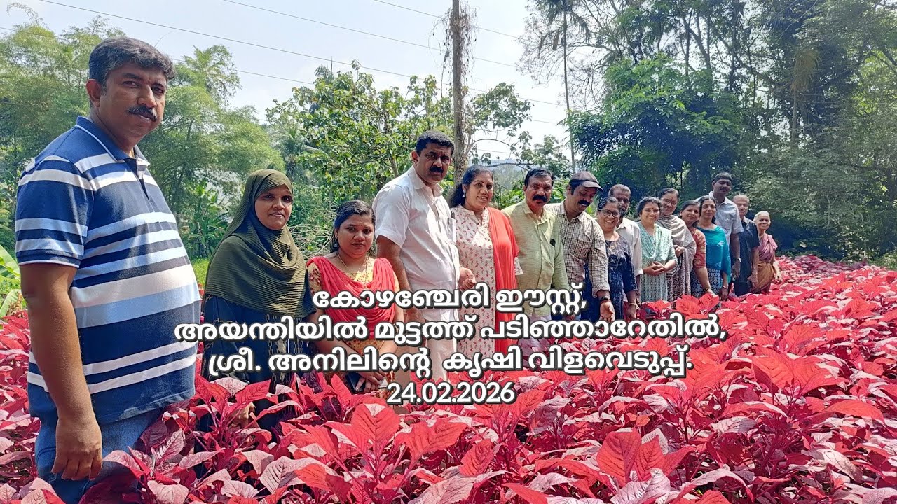 കോഴഞ്ചേരി ഈസ്റ്റ്, അയന്തിയിൽ മുട്ടത്ത് പടിഞ്ഞാറേതിൽ, ശ്രീ. അനിലിന്റെ  കൃഷി വിളവെടുപ്പ്.24.02.2026