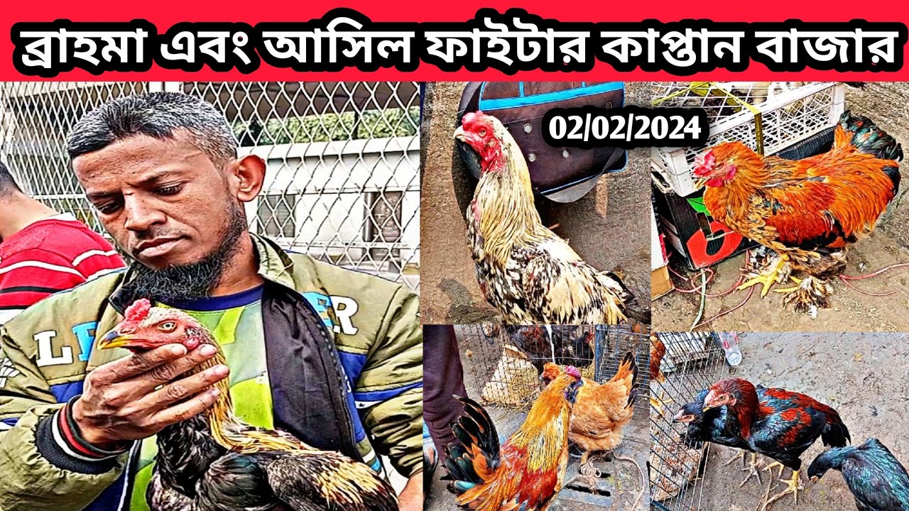 02/02/2024 ব্রাহমা এবং আসিল ফাইটার কাপ্তান বাজার। সিল্কি টাইগার এবং দেশি মুরগির হাট।Chicken Price bd