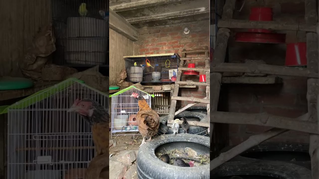 hello hens183