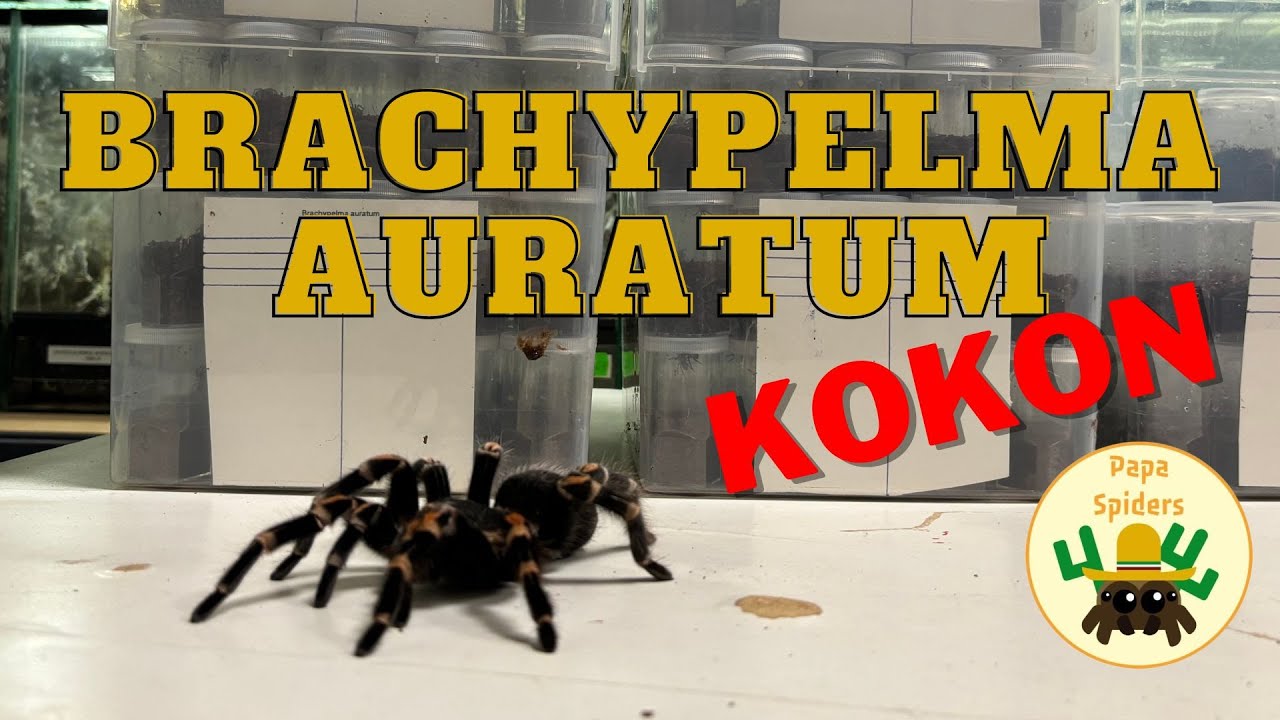 Brachypelma auratum: odbieranie kokonu