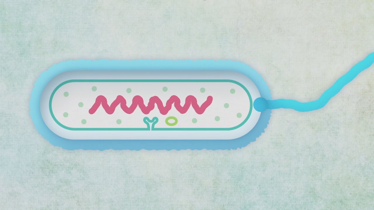 Grandes tueuses : L'antibiorésistance