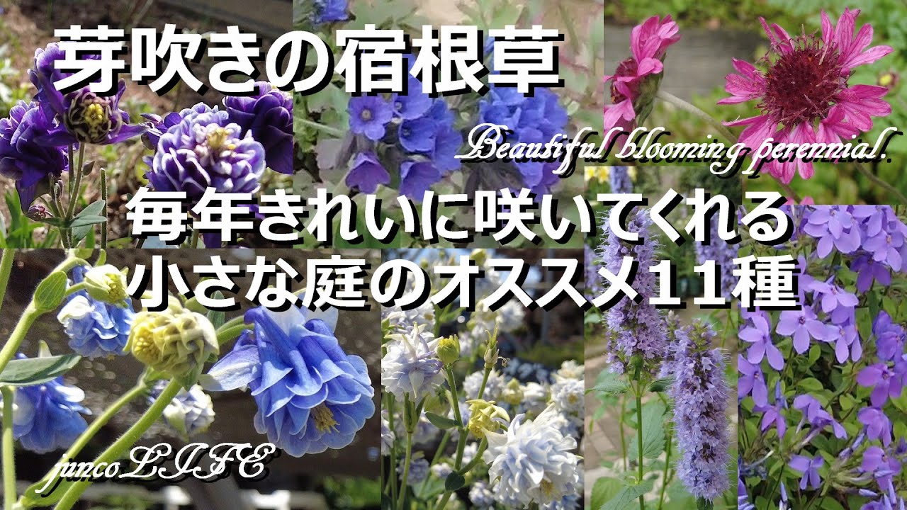 宿根草でローコスト＆ローメンテナンスなお庭づくり＊猫ちゃん