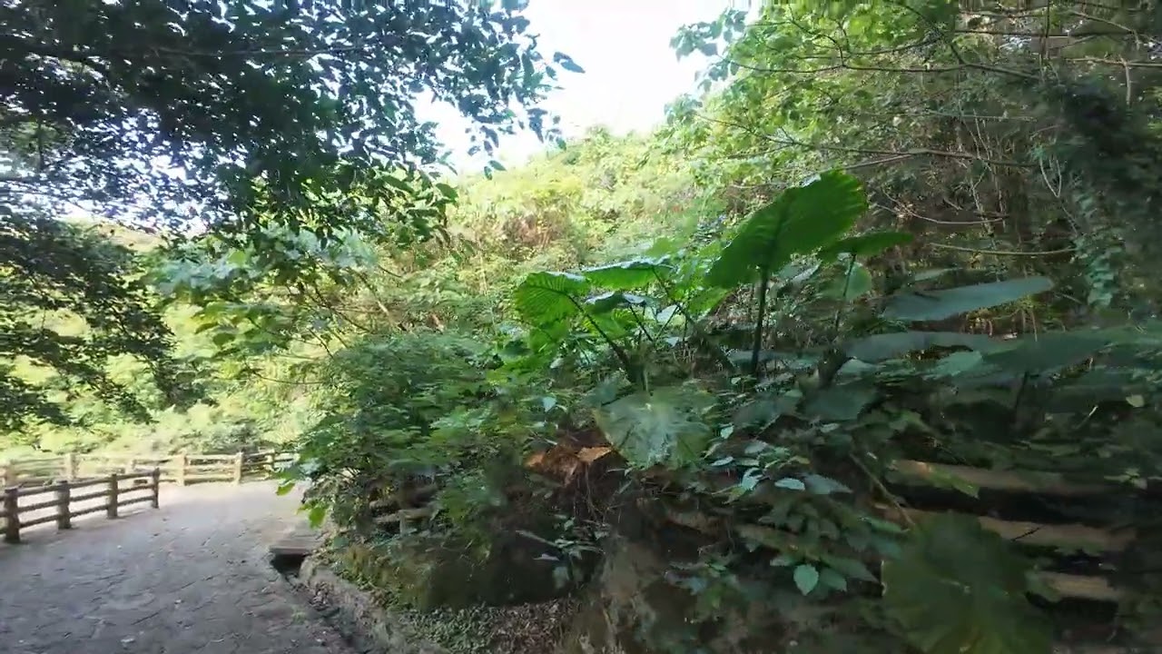 本日の末吉公園 空と森