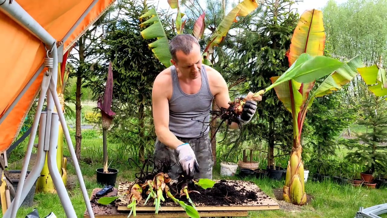 Bananowiec Musella lasiocarpa. Kiedy i jak rozdzielać odrosty, sadzenie, sadzonki 🍌👋 cdn.