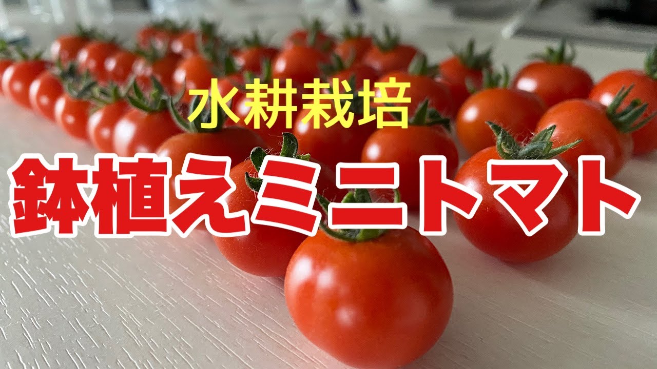 【水耕栽培】鉢植えミニトマト