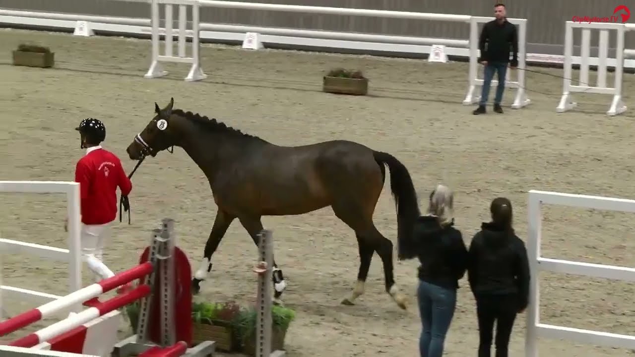 Early Star B_Westfälische Hauptkörung für Reitpferdehengste 2024 Hengststation Bachl_Free jumping