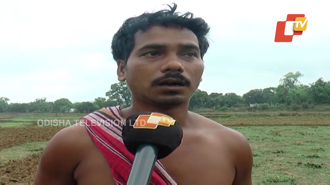 Rainfall Prediction Kindles Hopes Of Odisha Farmers