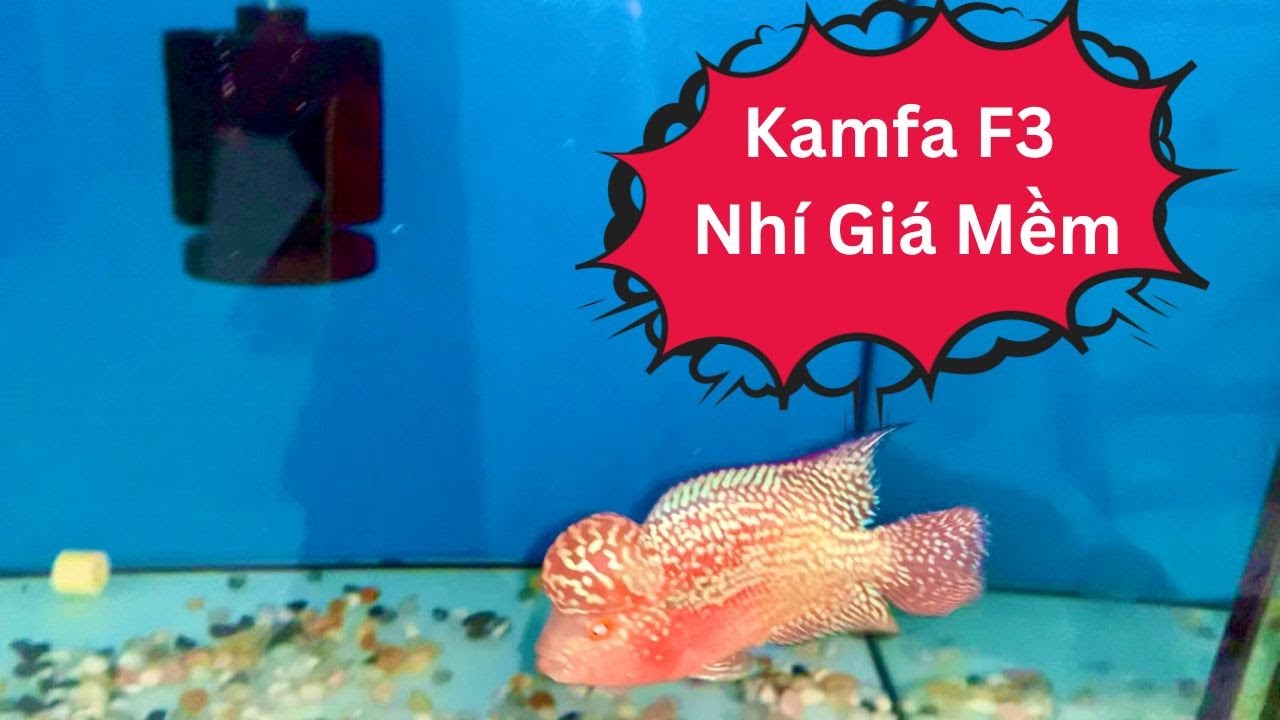 Cá La Hán 2 Tone Nhí Siêu Đẹp - 20/4/2023