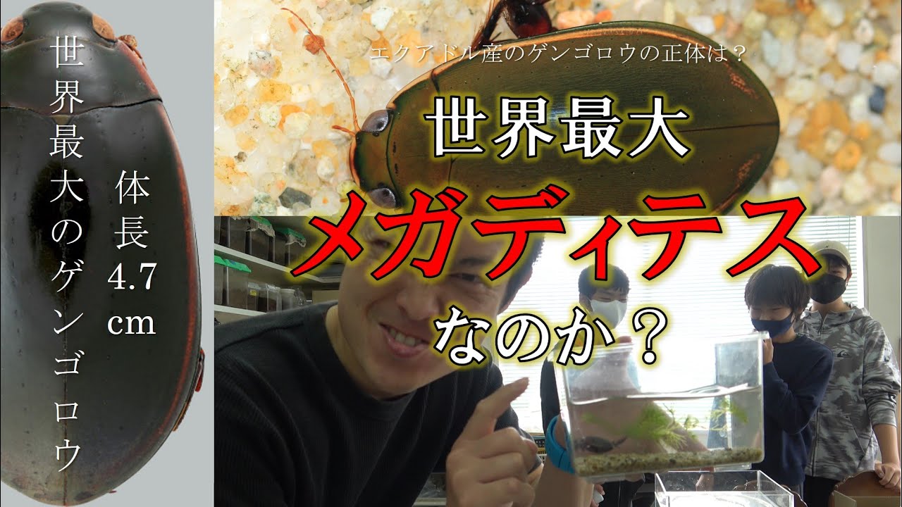 エクアドル産？世界最大のゲンゴロウ「メガディテスオオゲンゴロウ」！？