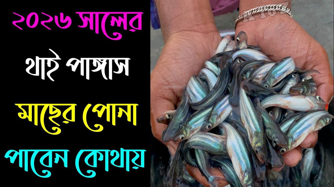 ২০২৬ সালের থাই পাঙ্গাস মাছের পোনা পাবেন কোথায় 