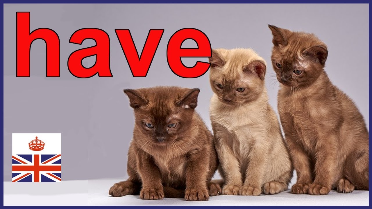 HAVE, HAS and HAD - Main verb and auxiliary verb