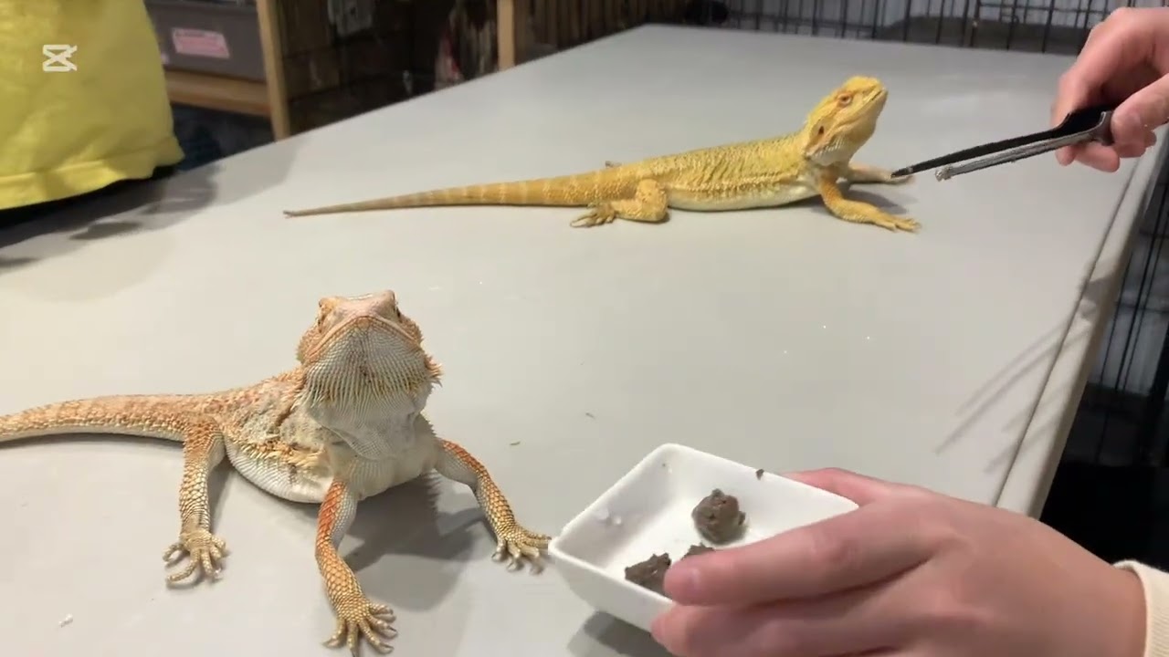 フトアゴヒゲトカゲに会いに行く‼️