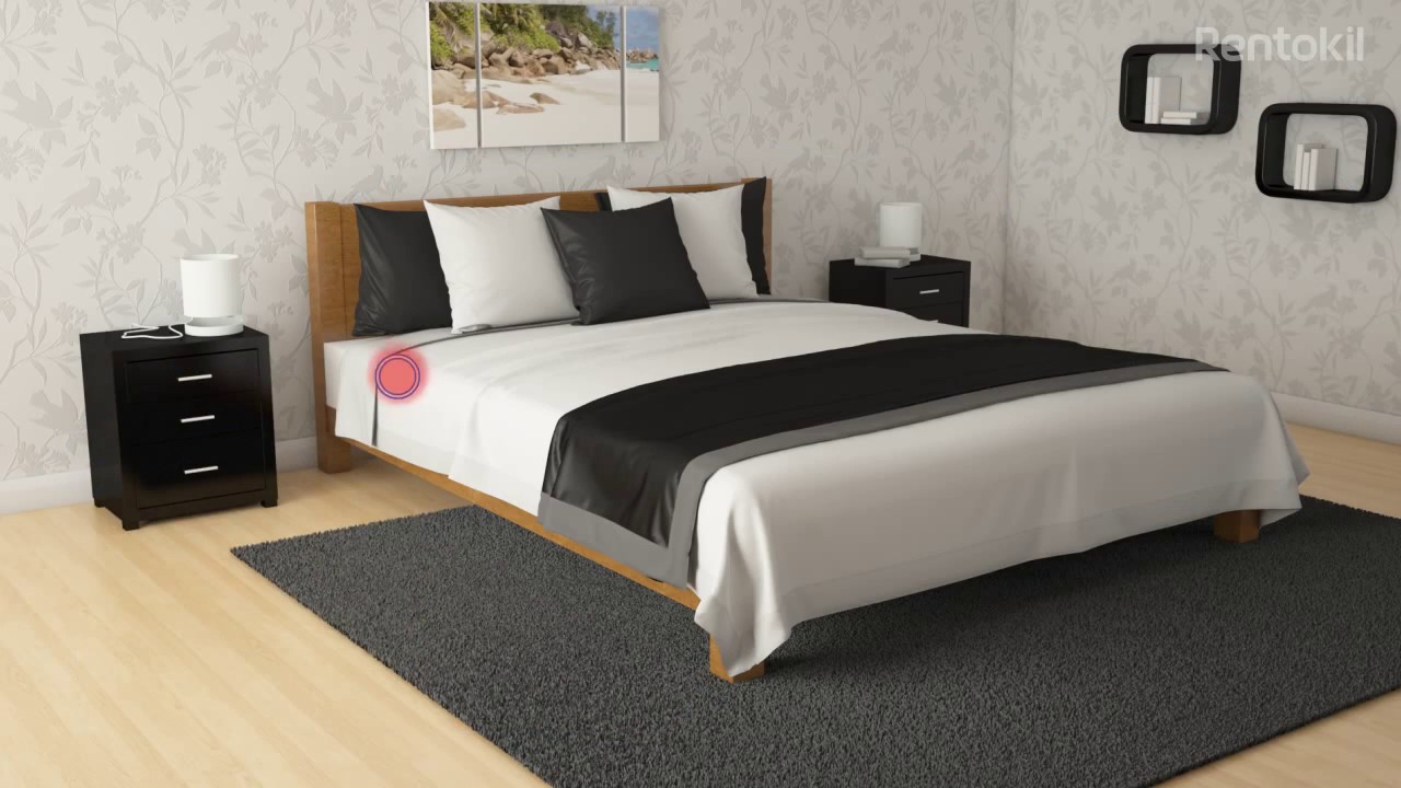 Turning up the heat on bed bugs: Entotherm heat cannon treatment | Rentokil