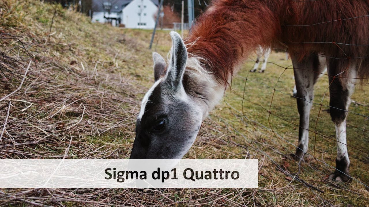 Sigma dp1 Quattro - Oberklasse-Kompaktkamera mit Foveon-Sensor im Test [Deutsch]