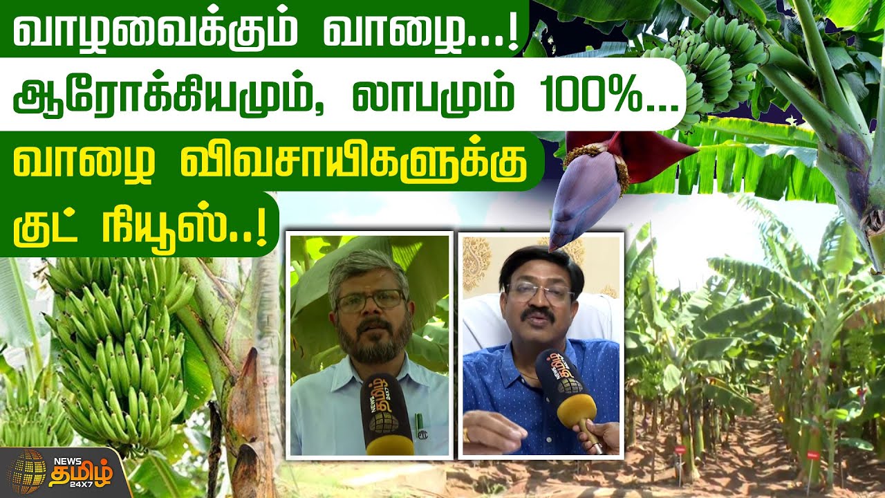 வாழவைக்கும் வாழை..! ஆரோக்கியமும், லாபமும் 100%... வாழை விவசாயிகளுக்கு குட் நியூஸ்..! | banana
