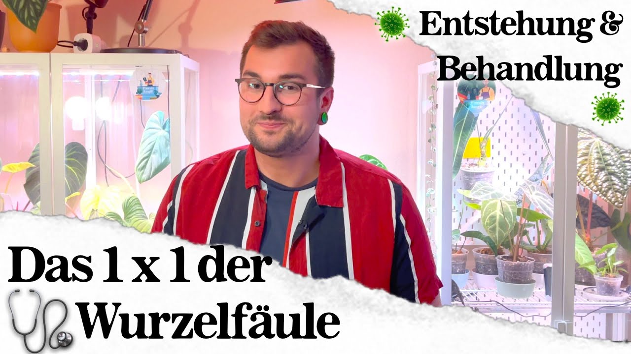 Alles über Wurzelfäule! Wann Pflanzen erkranken & was man dagegen tun kann!
