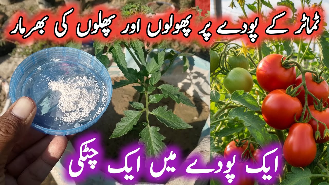 Best homemade organic fertilizer for tomato plants | Khaad banane ka tarika