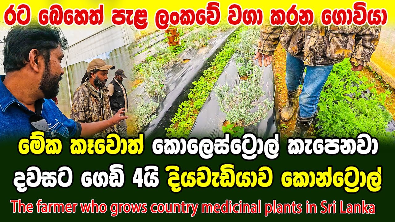 මේක කෑවොත් කොලෙස්ට්‍රෝල් කැපෙනවා|දවසට ගෙඩි 4යි දියවැඩියාව කොන්ට්‍රොල්|herbal plants|medicinal plants