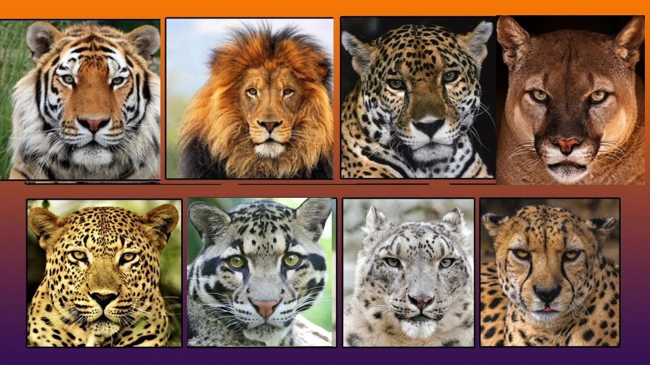 All Big Cat Sounds - Top 10 Big Cat Sound