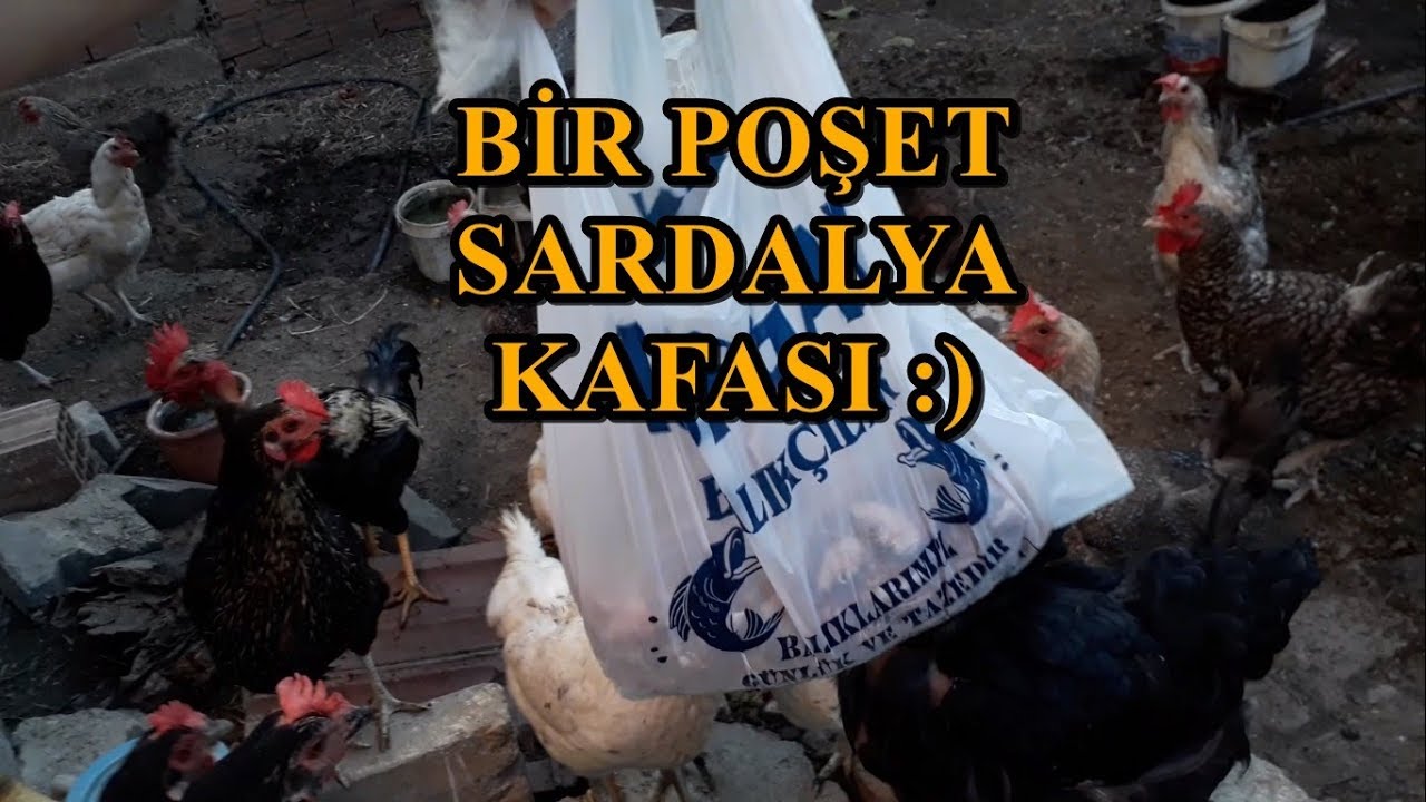 Tavukların Balık Ziyafeti Ve Folluklardaki Yumurtalar :)