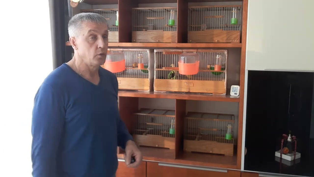 Разведение и содержание канареек.  Часть  2 , кладка яиц и их насиживание.
