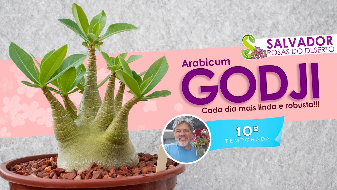 NOSSAS ROSASO DO DESERTO GODJI ESTÃO SEM FOLHA O QUE SERÁ QUE ACONTECEU