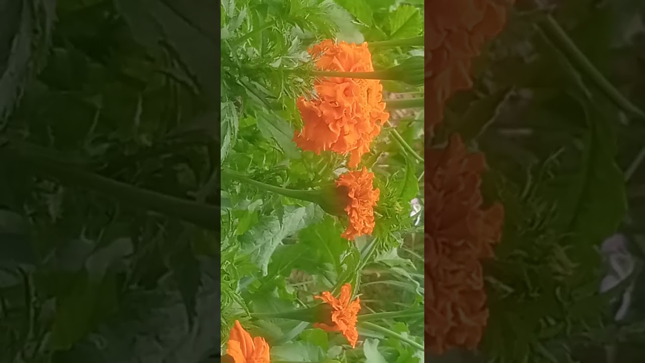 फूलों का गार्डन की वीडियो अपलोड कर दी है 