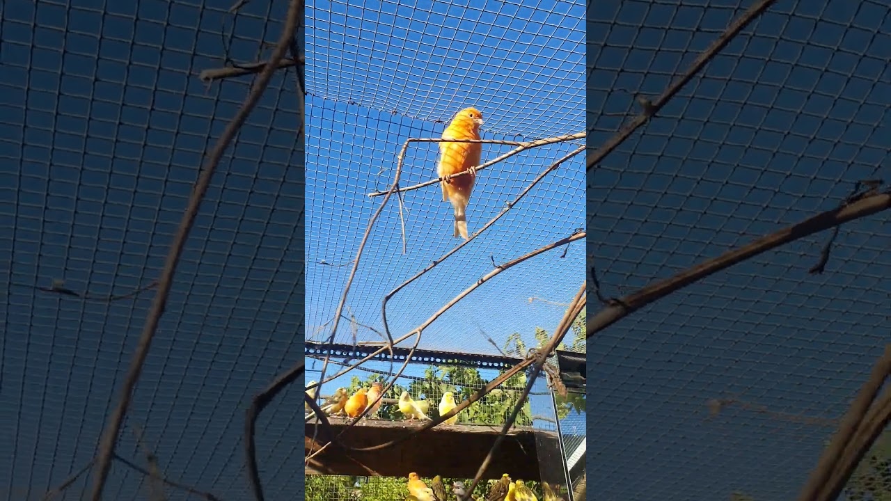 Canarios en voladera tomando el sol #aves #can&aacute;rios