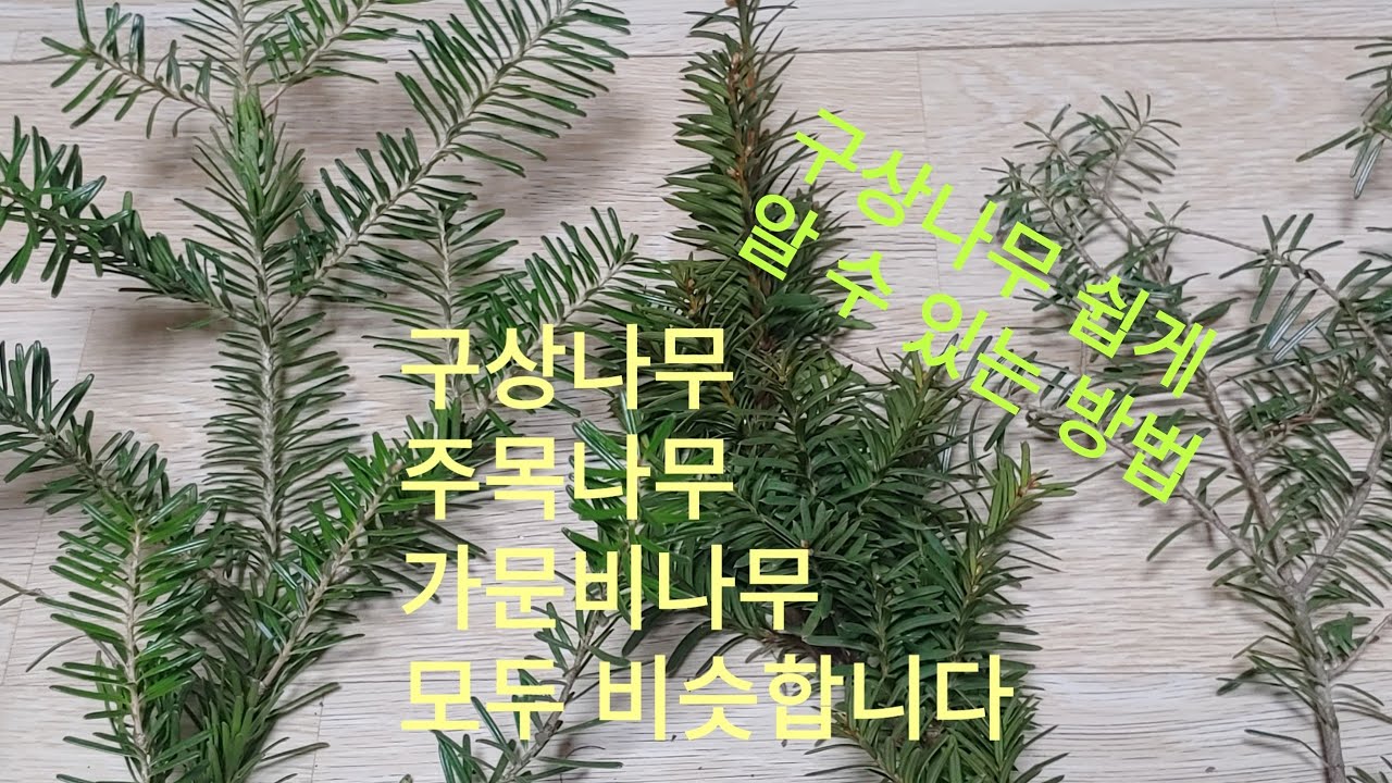 우리 토종 나무#구상나무 쉽게 알 수 있는 방법/구상나무/주목나무/가문비나무/ 생김새가 비슷합니다. 단번에 알 수 있어요. 설명 참조 하세요