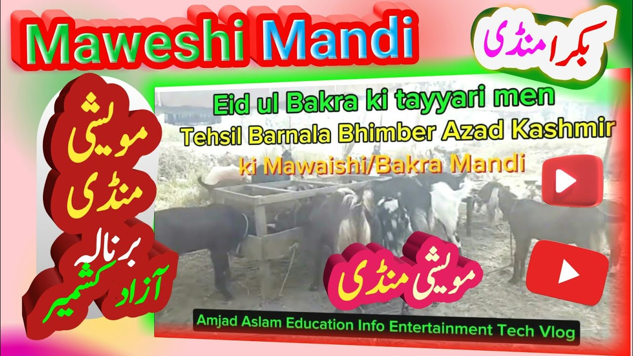 Tehsil Barnala Bhimber Azad Kashmir ki Maweshi/Bakra Mandi June 024 | Eid ul Adha ki Maweshi Mandi