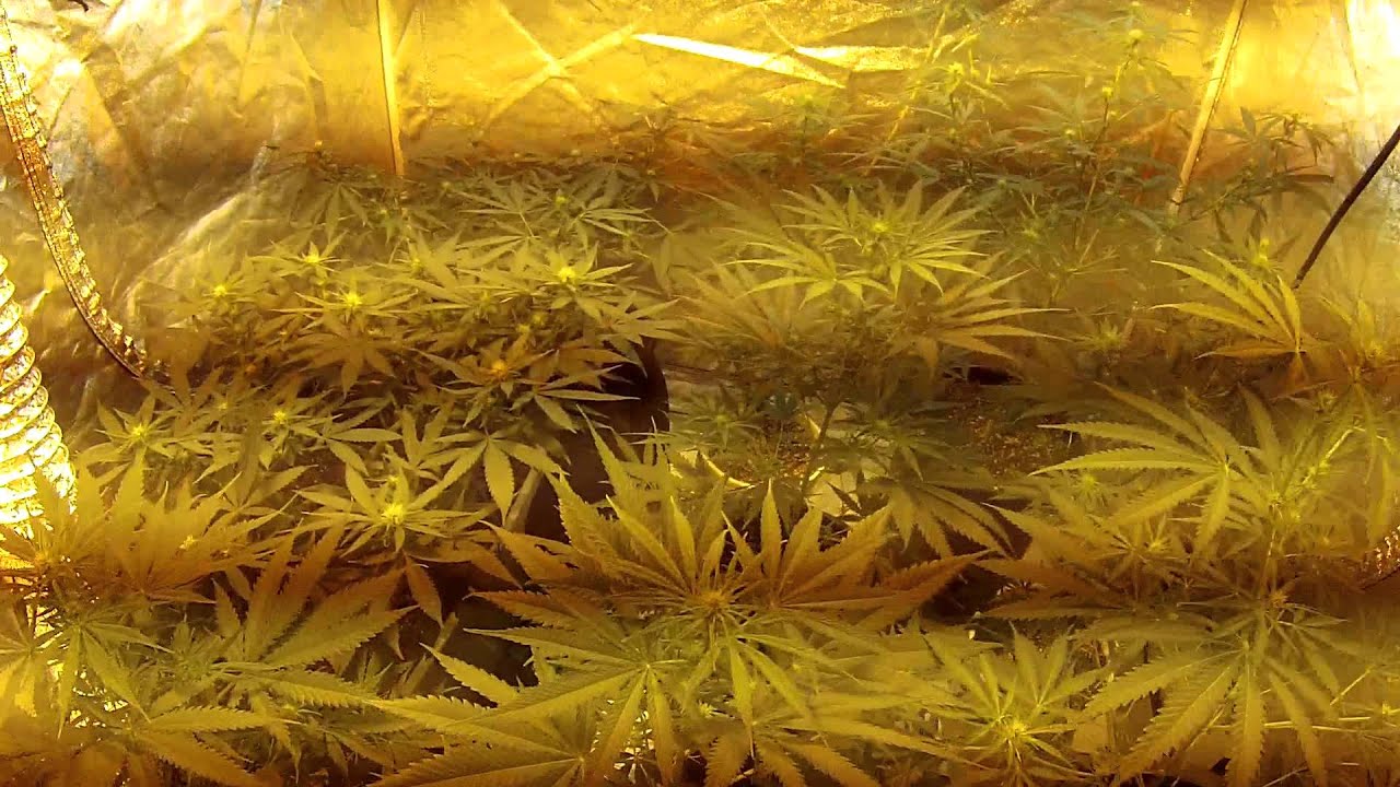 flowering day 18