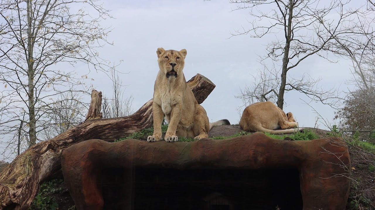 A Very Quiet Day At Chester Zoo!